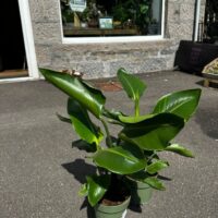 philodendron hederaceum brasil pothos 15cm pot