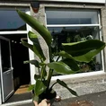 philodendron hederaceum brasil pothos 15cm pot
