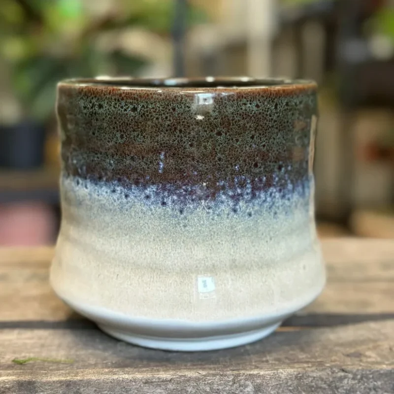 philodendron hederaceum brasil pothos 15cm pot philodendron hederaceum brasil pothos 15cm pot