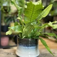 philodendron hederaceum brasil pothos 15cm pot
