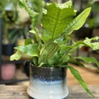 philodendron hederaceum brasil pothos 15cm pot