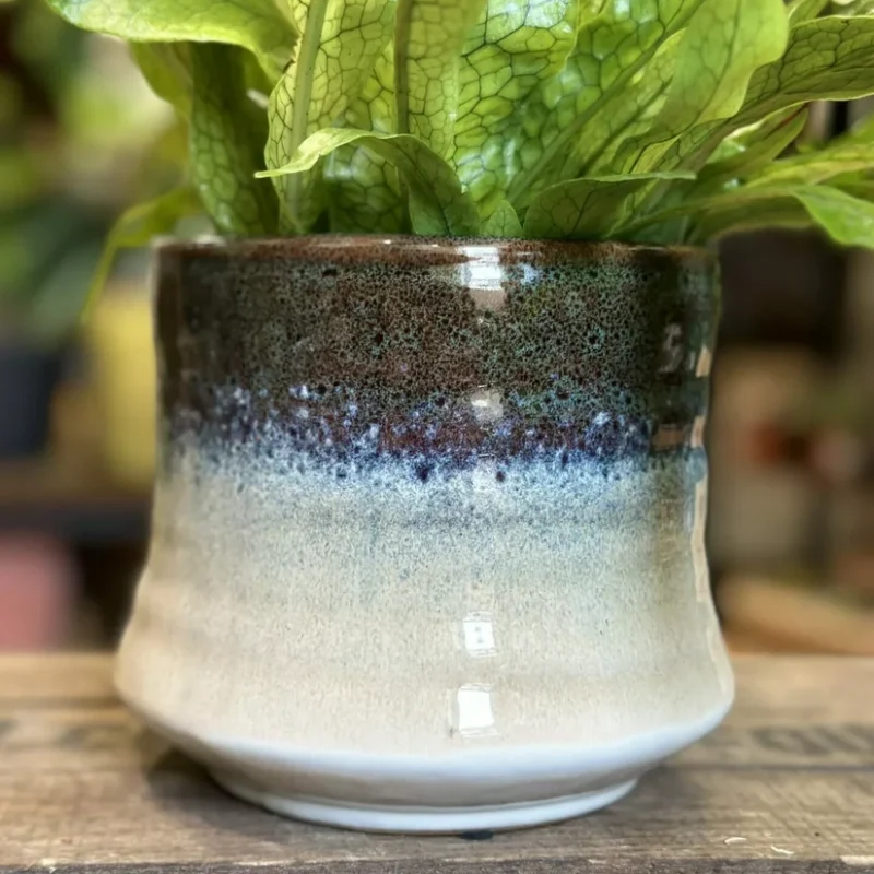 philodendron hederaceum brasil pothos 15cm pot philodendron hederaceum brasil pothos 15cm pot