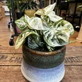 philodendron hederaceum brasil pothos 15cm pot