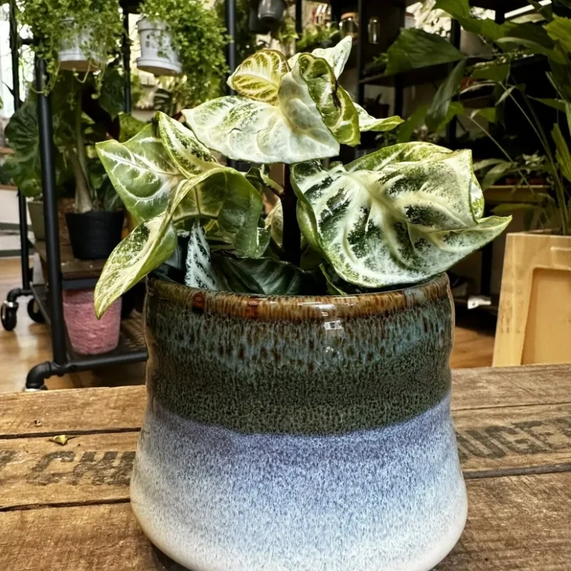 philodendron hederaceum brasil pothos 15cm pot philodendron hederaceum brasil pothos 15cm pot