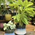 philodendron hederaceum brasil pothos 15cm pot