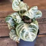 Aphelandra Squarrosa Zebra Variegated Cintho Curley White 7cm pot