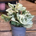 philodendron hederaceum brasil pothos 15cm pot