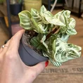 philodendron hederaceum brasil pothos 15cm pot