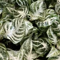 philodendron hederaceum brasil pothos 15cm pot