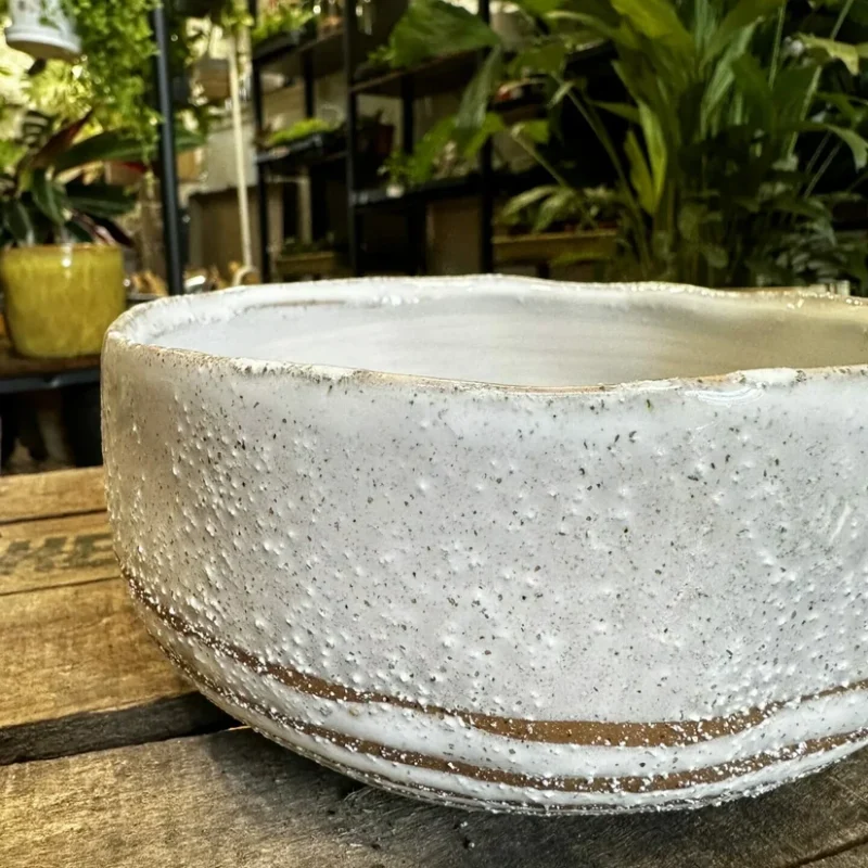 philodendron hederaceum brasil pothos 15cm pot philodendron hederaceum brasil pothos 15cm pot