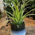 philodendron hederaceum brasil pothos 15cm pot