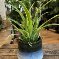 philodendron hederaceum brasil pothos 15cm pot