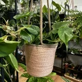philodendron hederaceum brasil pothos 15cm pot