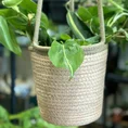 philodendron hederaceum brasil pothos 15cm pot
