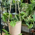 philodendron hederaceum brasil pothos 15cm pot