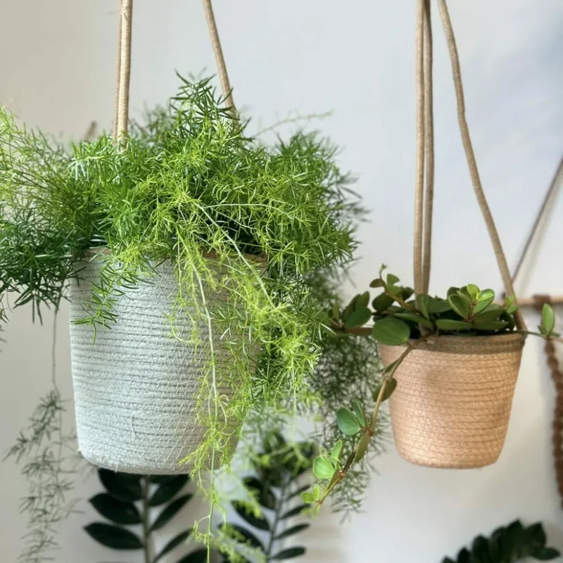 philodendron hederaceum brasil pothos 15cm pot philodendron hederaceum brasil pothos 15cm pot