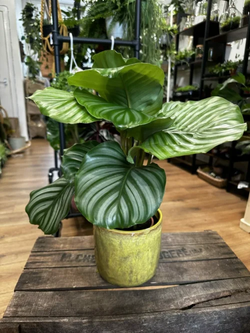 Calathea Orbifolia Prayer Plant in a 14cm on wooden box. blurry houseplants in background of the store