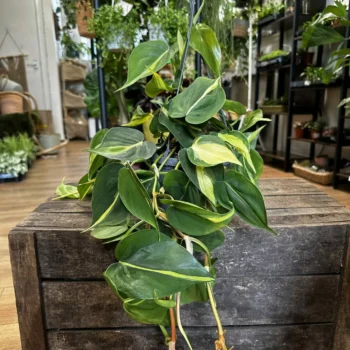 Philodendron Hederaceum Brasil Pothos 14cm pot Hanging & Trailing air purifying