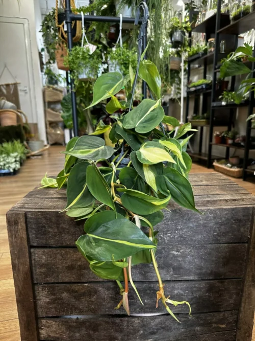 A Philodendron Hederaceum Brasil Pothos houseplant on wooden box with blurry houseplants from highland moss store in background