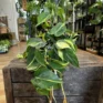 A Philodendron Hederaceum Brasil Pothos houseplant on wooden box with blurry houseplants from highland moss store in background