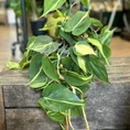 philodendron hederaceum brasil pothos 15cm pot