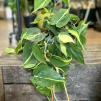 philodendron hederaceum brasil pothos 15cm pot