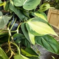 philodendron hederaceum brasil pothos 15cm pot