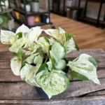 Epipremnum Aureum Manjula Pothos Happy Leaf 12cm pot