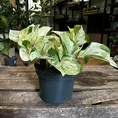 pilea alumi moon valley 8cm pot