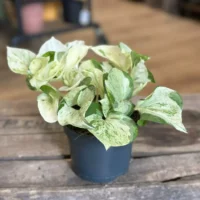 pilea alumi moon valley 8cm pot