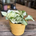 pilea alumi moon valley 8cm pot