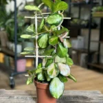 Hoya Australis Lisa Wood Trellis 12cm pot