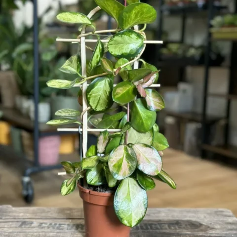 hoya australis lisa in 12cm pot (copy)