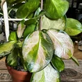 hoya australis lisa in 12cm pot (copy)