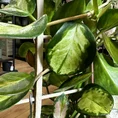 hoya australis lisa in 12cm pot (copy)