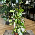 hoya australis lisa in 12cm pot (copy)