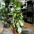 hoya australis lisa in 12cm pot (copy)