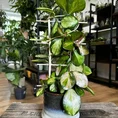 hoya australis lisa in 12cm pot (copy)