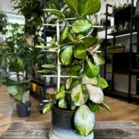 hoya australis lisa in 12cm pot (copy)