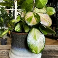 hoya australis lisa in 12cm pot (copy)