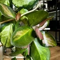 hoya australis lisa in 12cm pot (copy)
