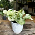 pilea alumi moon valley 8cm pot