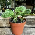 pilea alumi moon valley 8cm pot