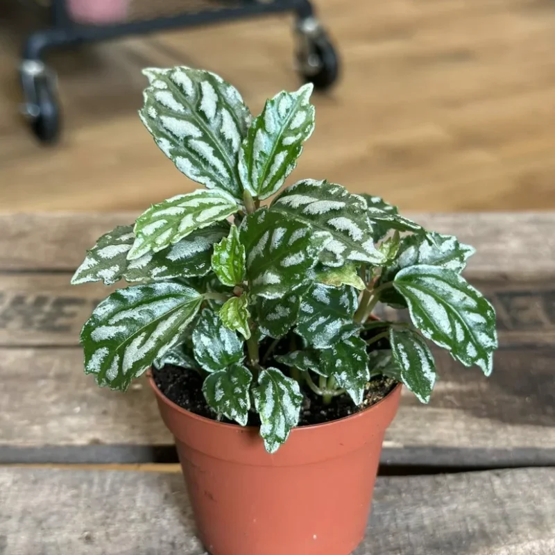 pilea cadierei aluminium watermelon plant 8cm pot pilea cadierei aluminium watermelon plant 8cm pot