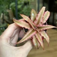 pilea cadierei aluminium watermelon plant 8cm pot