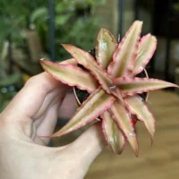 pilea cadierei aluminium watermelon plant 8cm pot