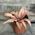 Cryptanthus Earth Pink Starlight houseplant in small brown pot on wooden table