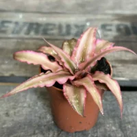 Cryptanthus Earth Pink Starlight houseplant in small brown pot on wooden table