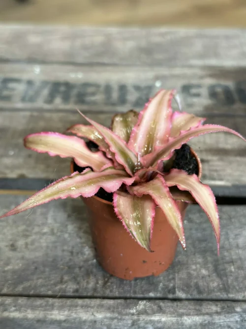 Cryptanthus Earth Pink Starlight houseplant in small brown pot on wooden table