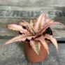 Cryptanthus Earth Pink Starlight houseplant in small brown pot on wooden table